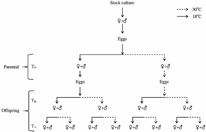 CROSS-GENERATIONAL PLASTICITY: PARENTAL ENVIRONMENT MODULATES OFFSPRING FITNESS EVIDENCE FROM LIFE-HISTORY TRADE-OFFS IN Mythimna separata (WALKER) CROSS-GENERATIONAL PLASTICITY: PARENTAL ENVIRONMENT MODULATES OFFSPRING FITNESS EVIDENCE FROM LIFE-HISTORY TRADE-OFFS IN Mythimna separata (WALKER) — Figure 1